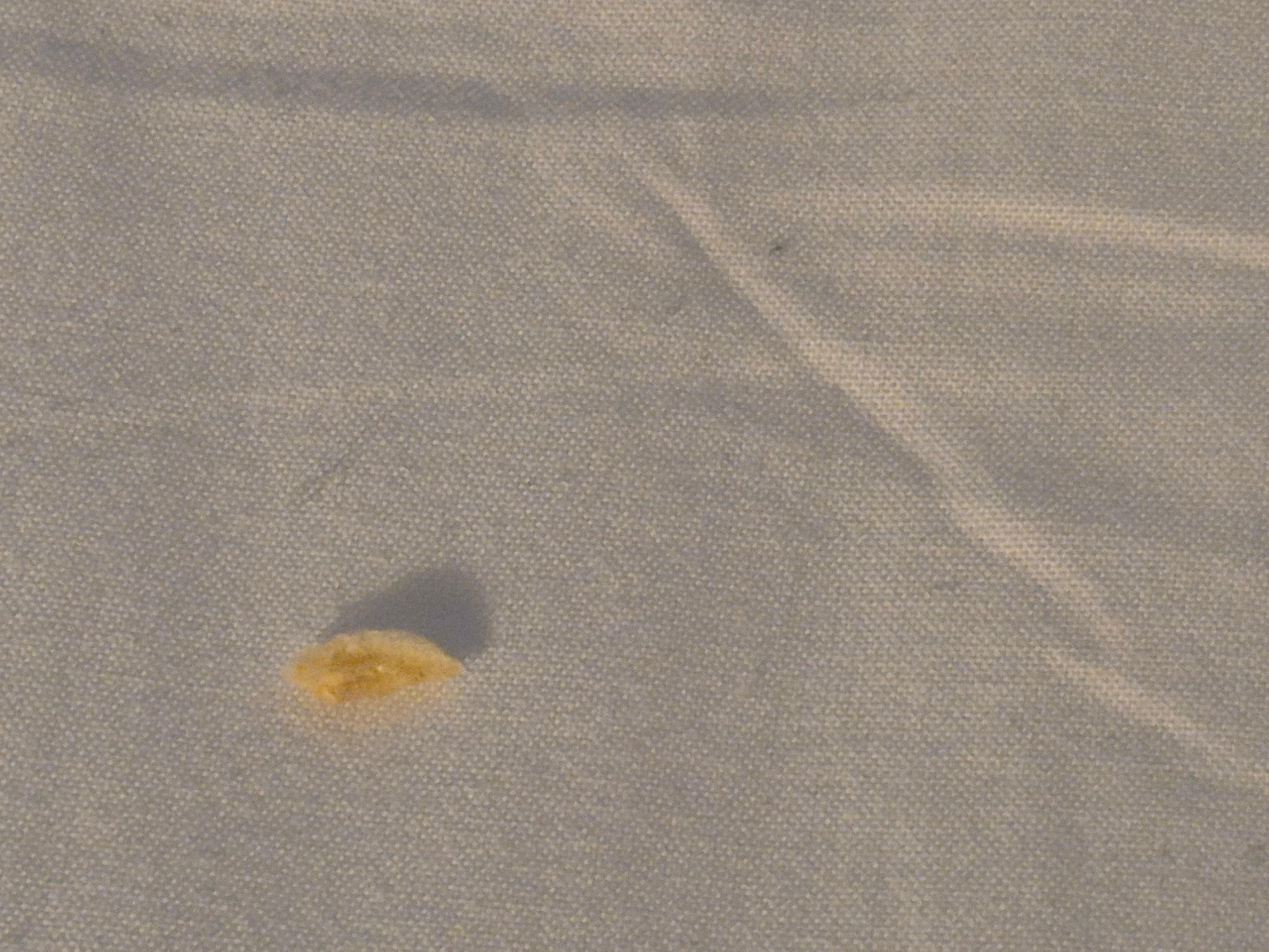Toenails in bedding