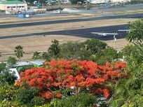 Flamboyan tree from the property’s balcony