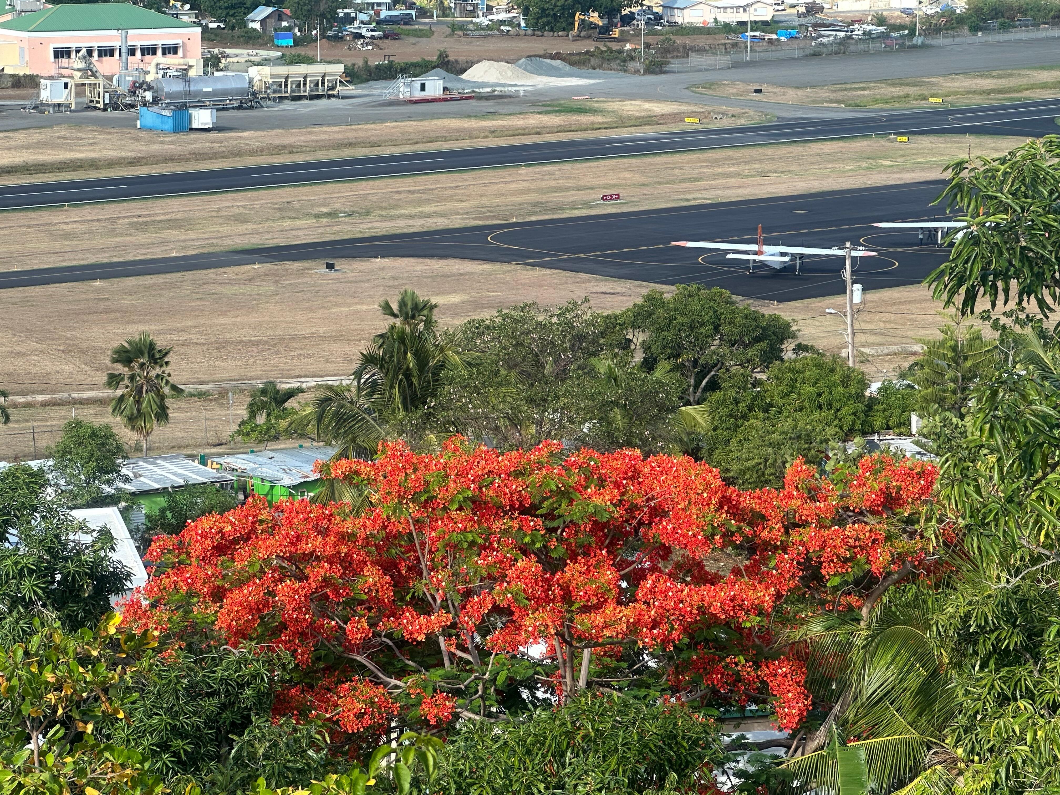 Flamboyan tree from the property’s balcony