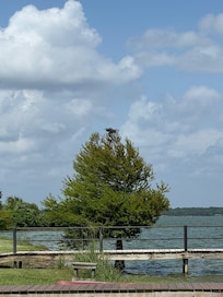 Great Blue Heron atop tree on our arrival