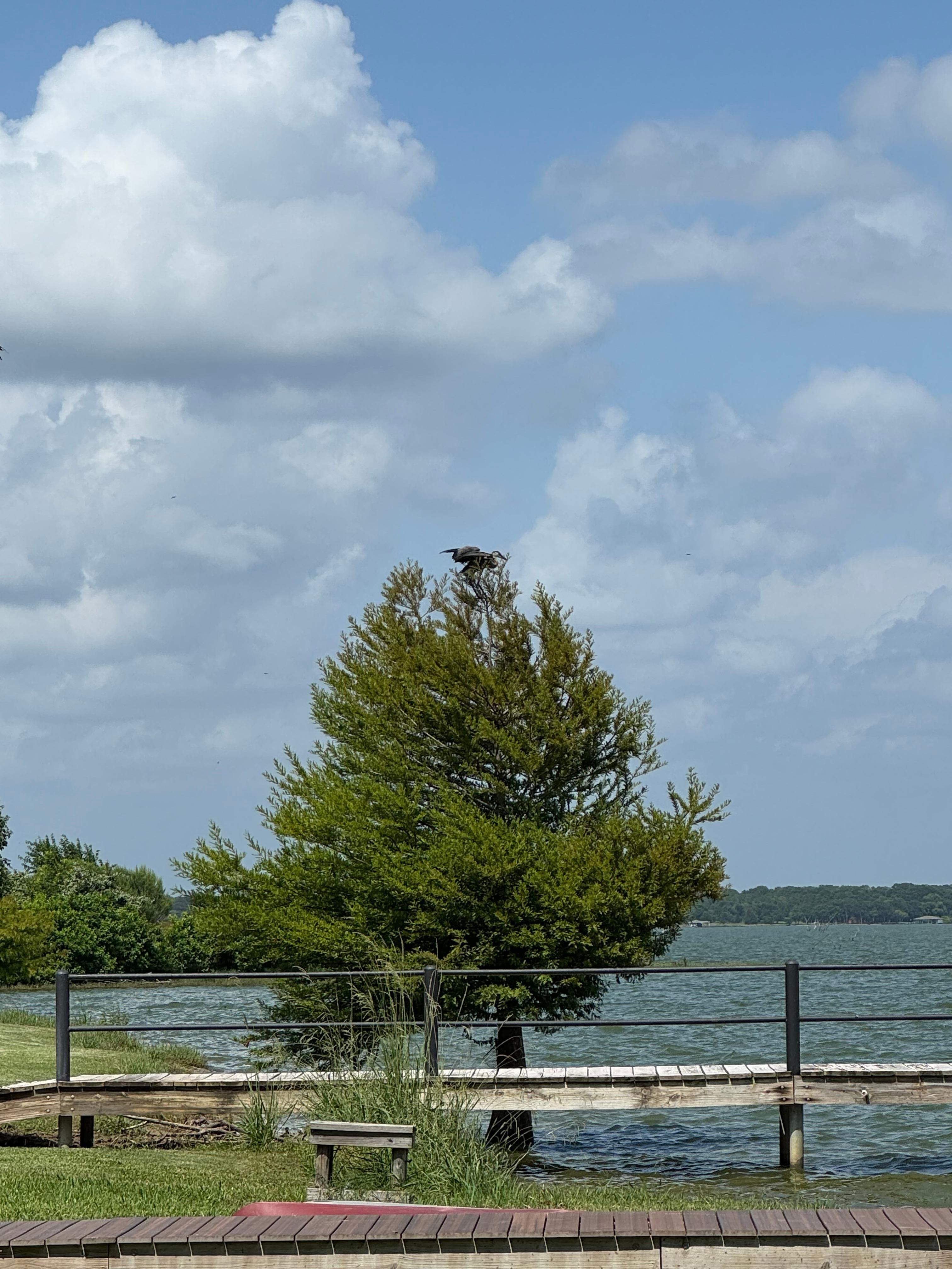 Great Blue Heron atop tree on our arrival 
