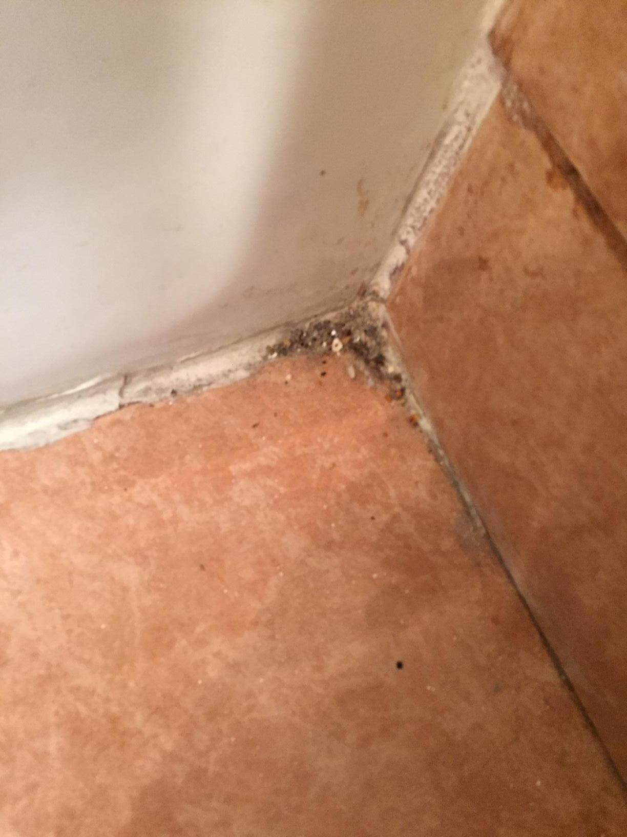 mold in the bathroom