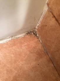 mold in the bathroom