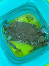 Caught right by the wall. They used a net and bucket! He was a big one