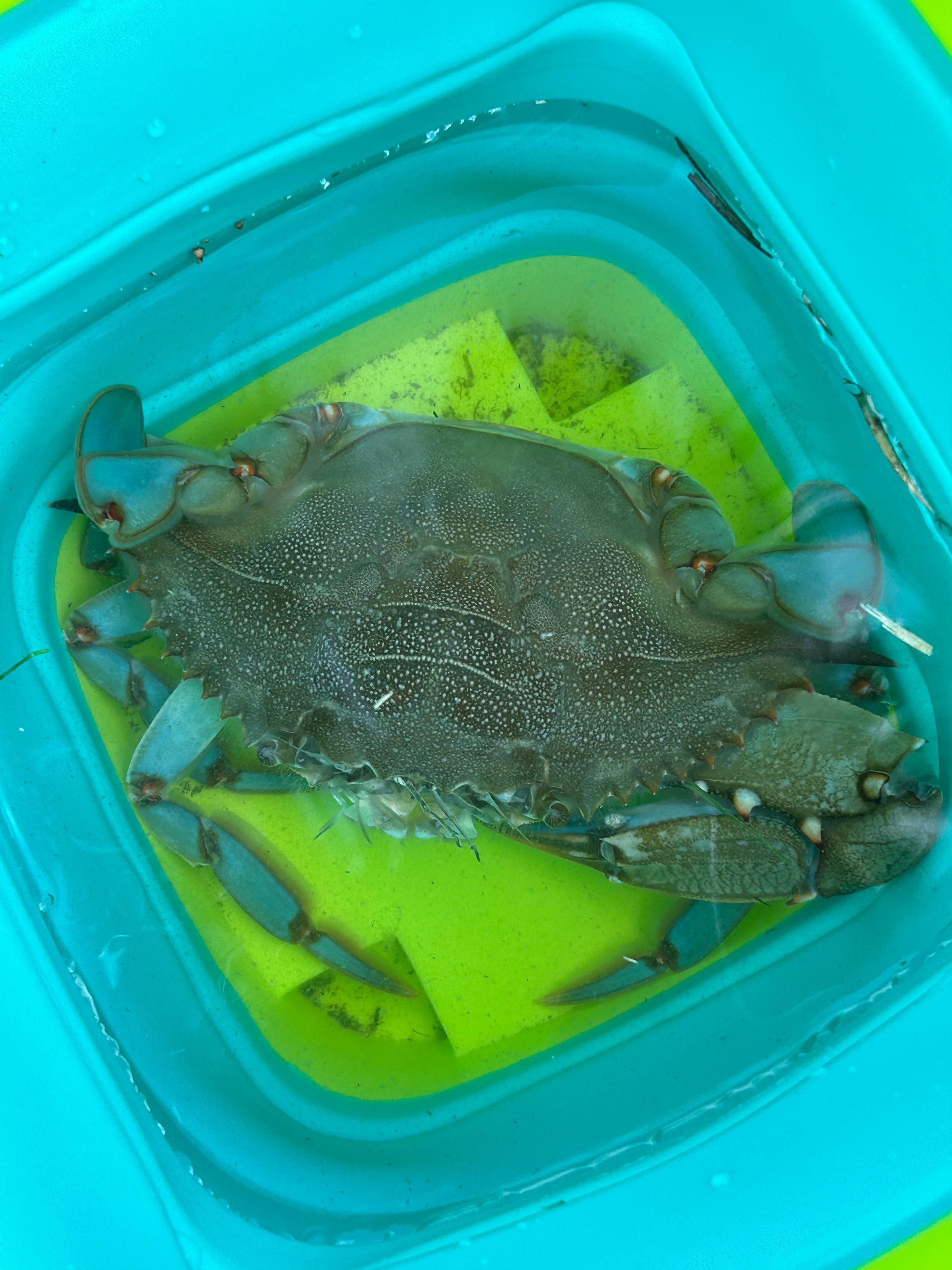 Caught right by the wall. They used a net and bucket! He was a big one 