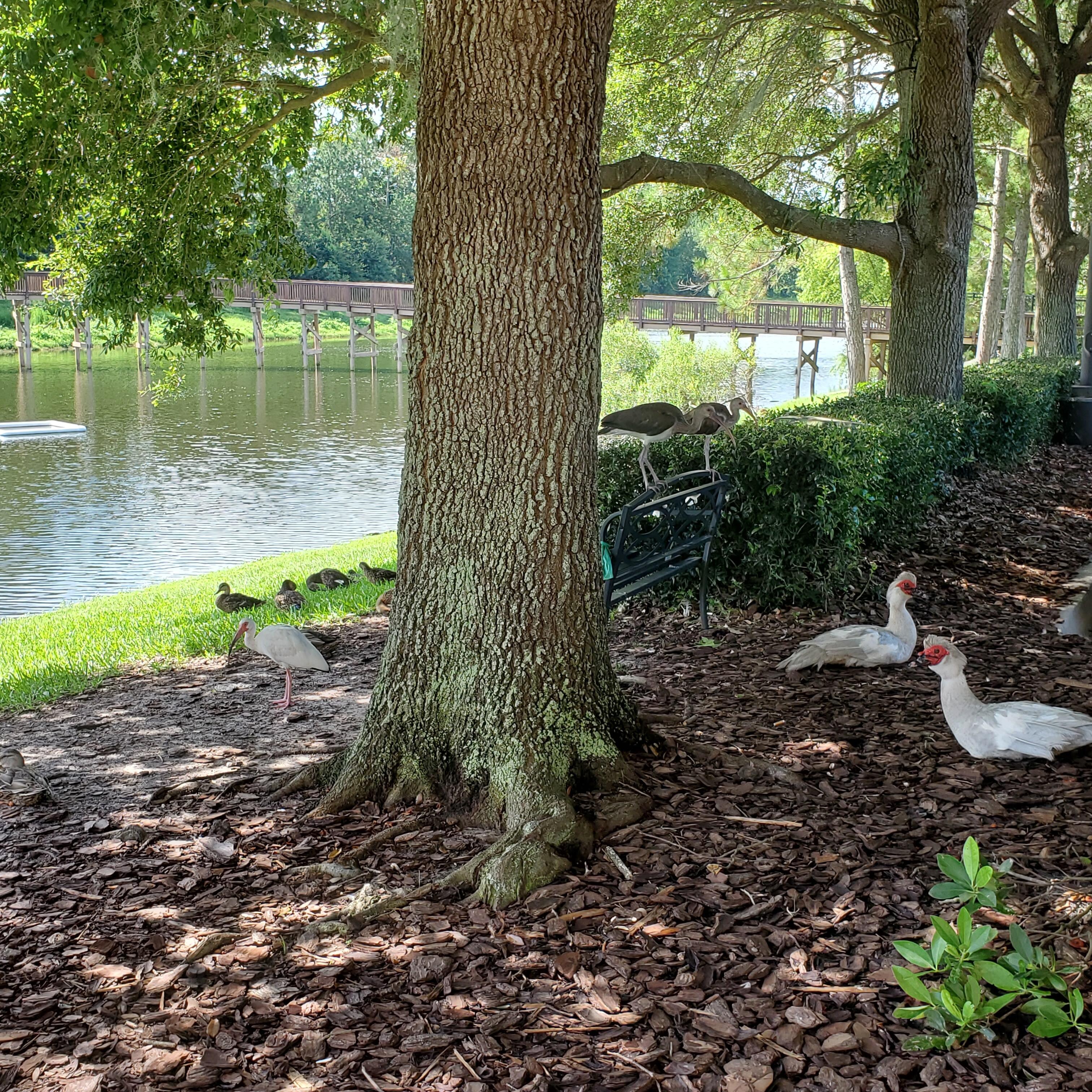 Friendly ducks and geese on property