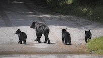 Mom And Cubs in Cades Cove