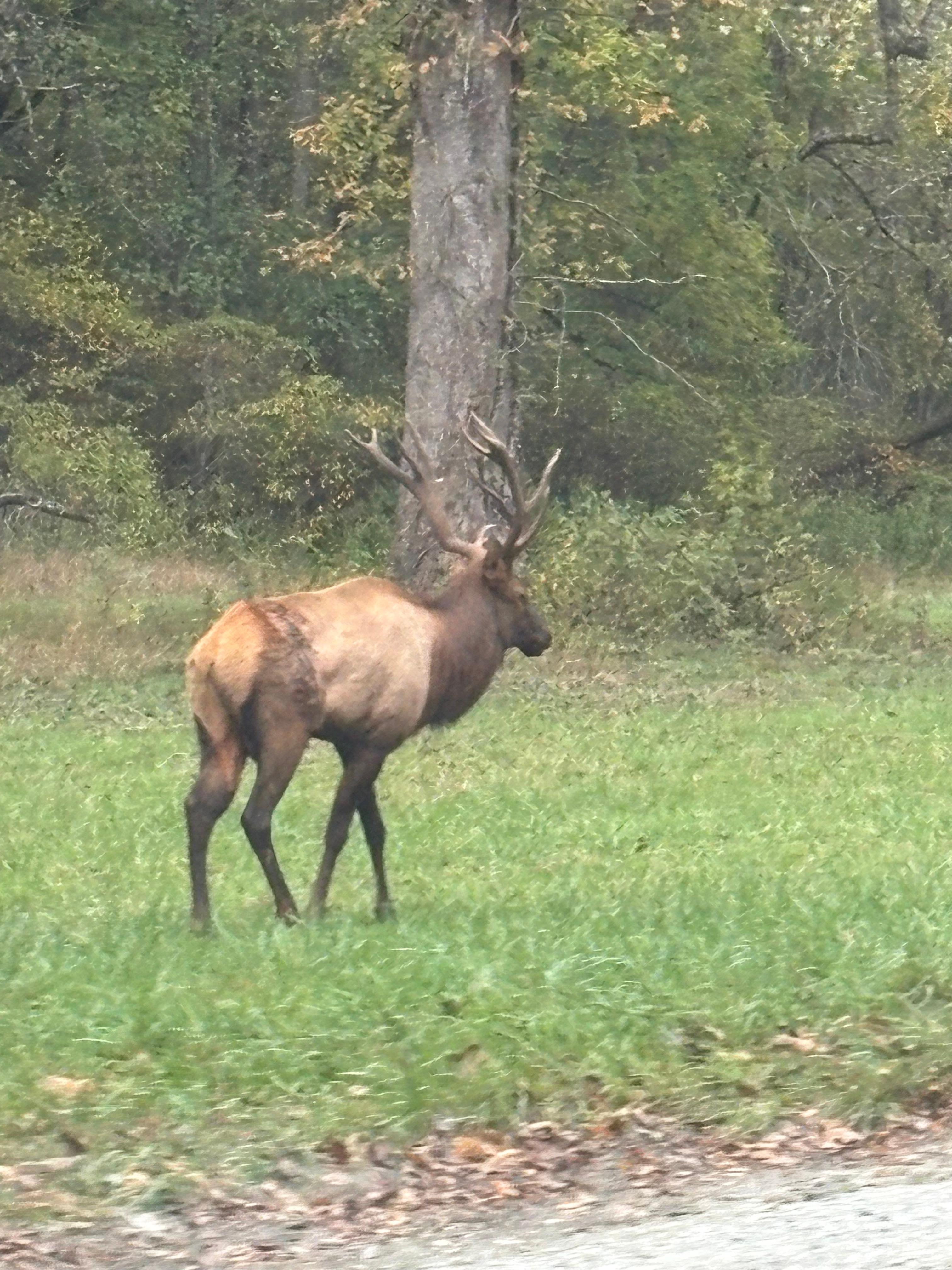 I believe this is an elk we saw outside Pigeon Forge. 
