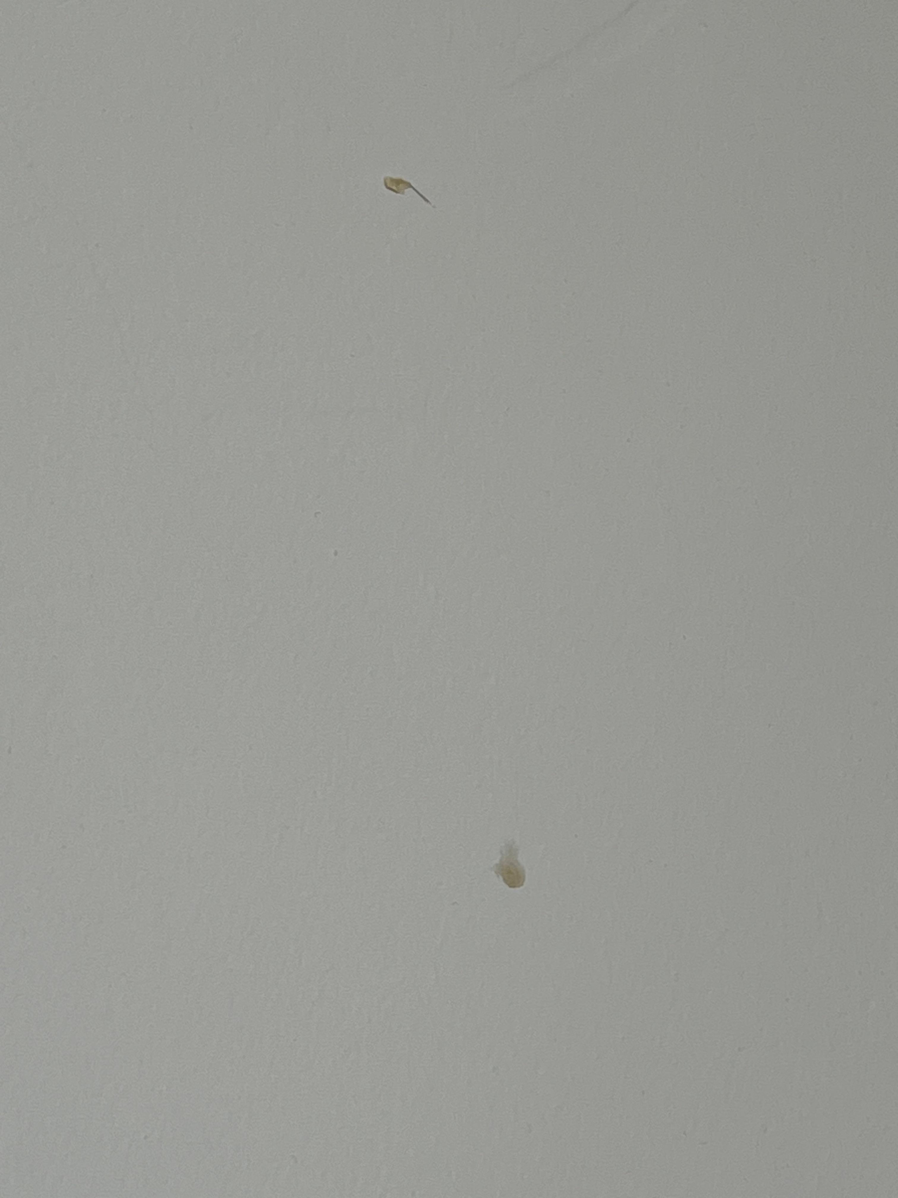 Boogers on the wall