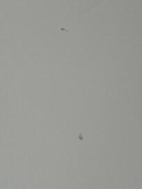 Boogers on the wall