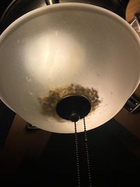 All inside lights were full of dead bugs