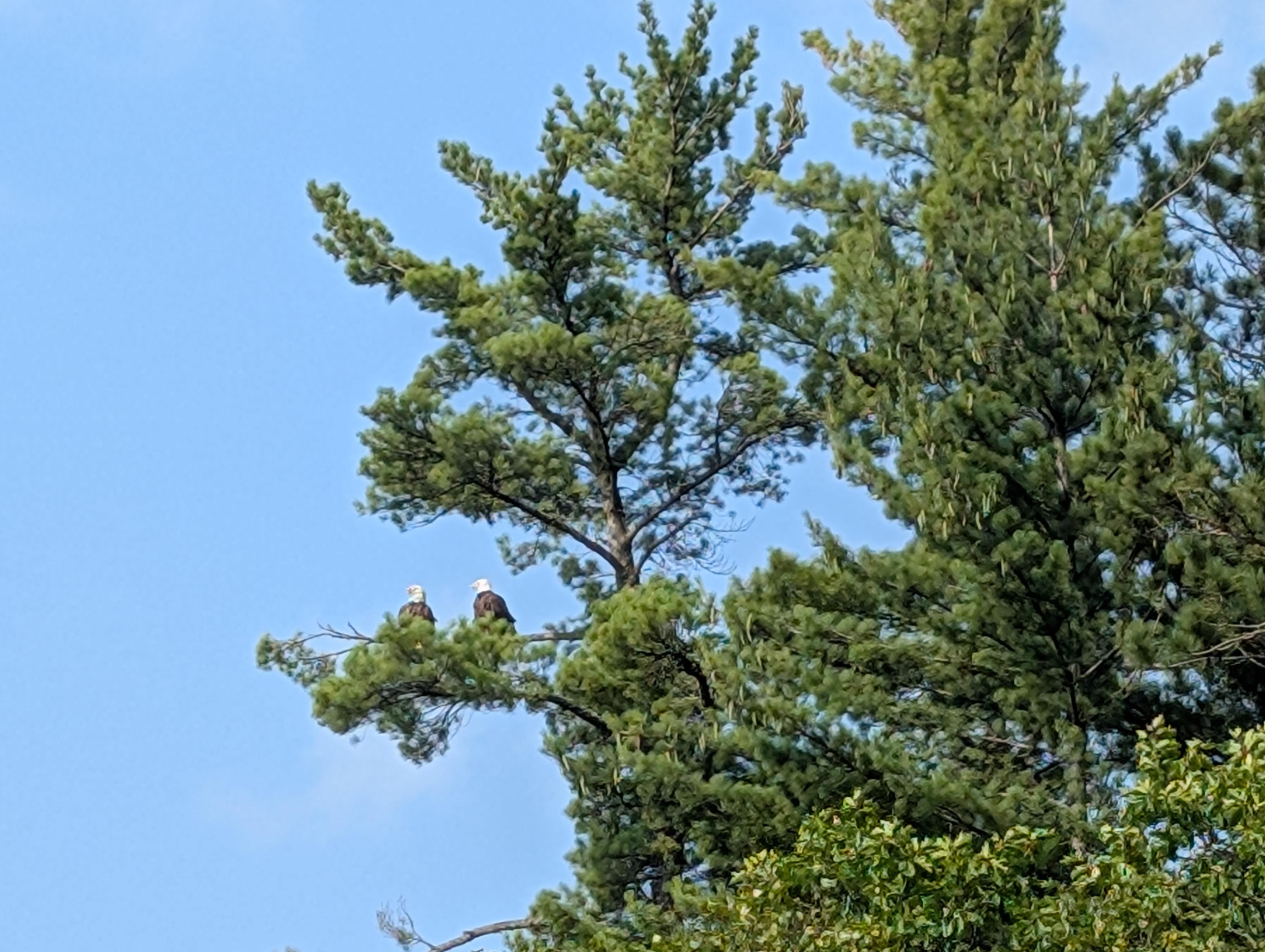 Eagles in view from the dock
