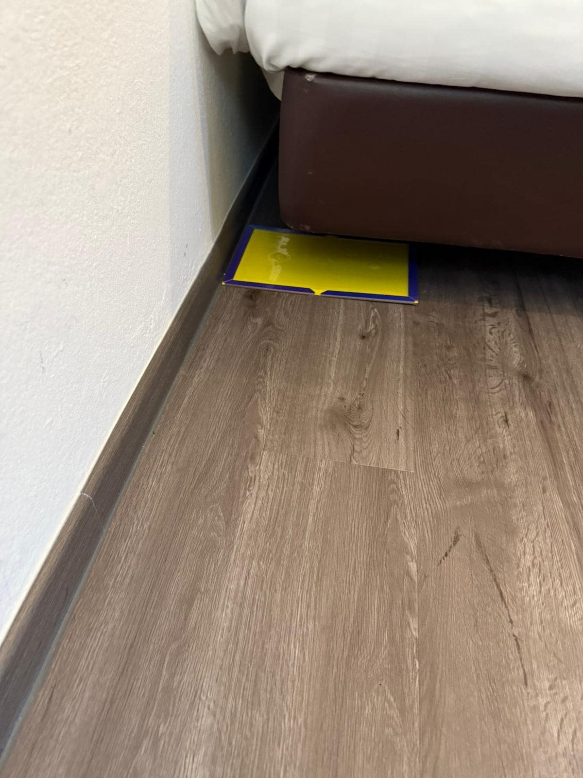 Mouse trap under bed