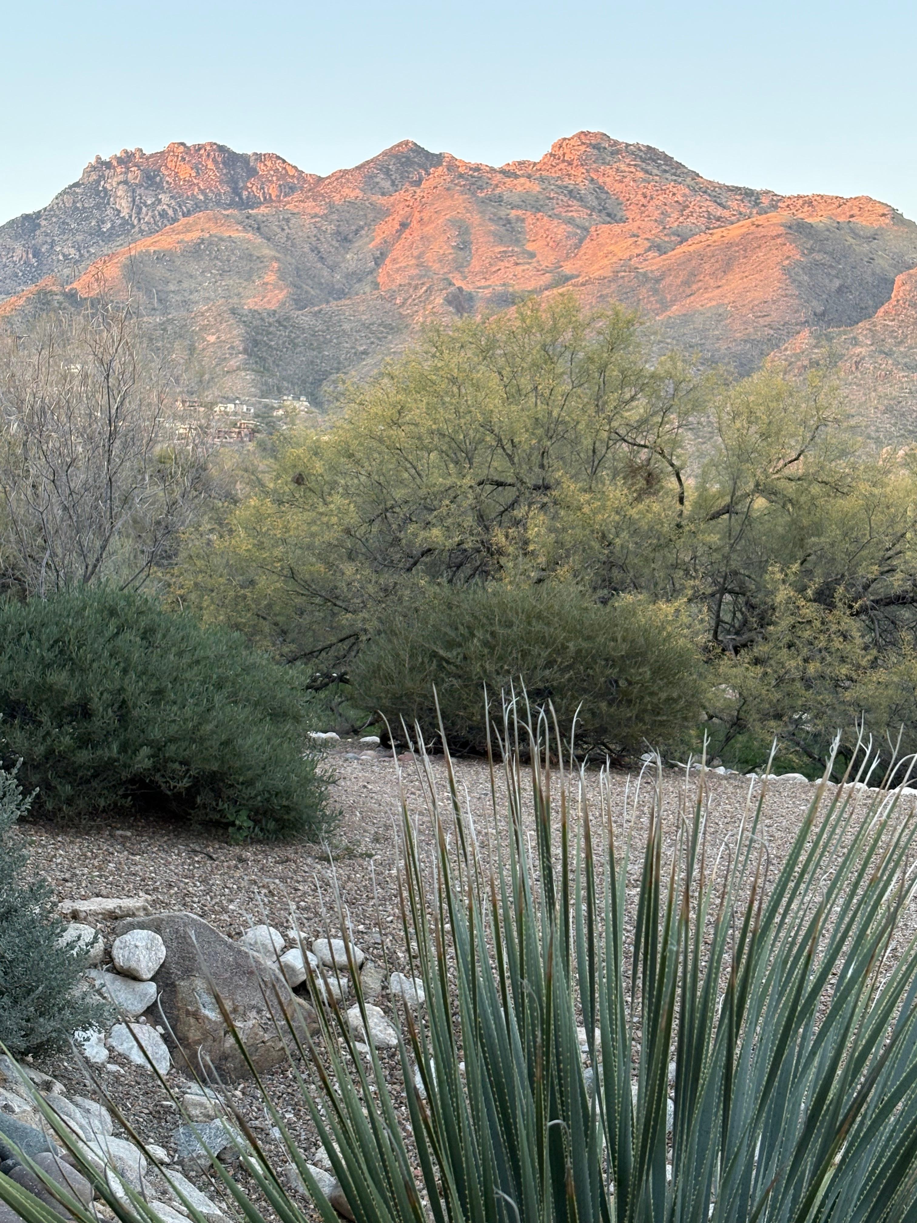 View from the patio.