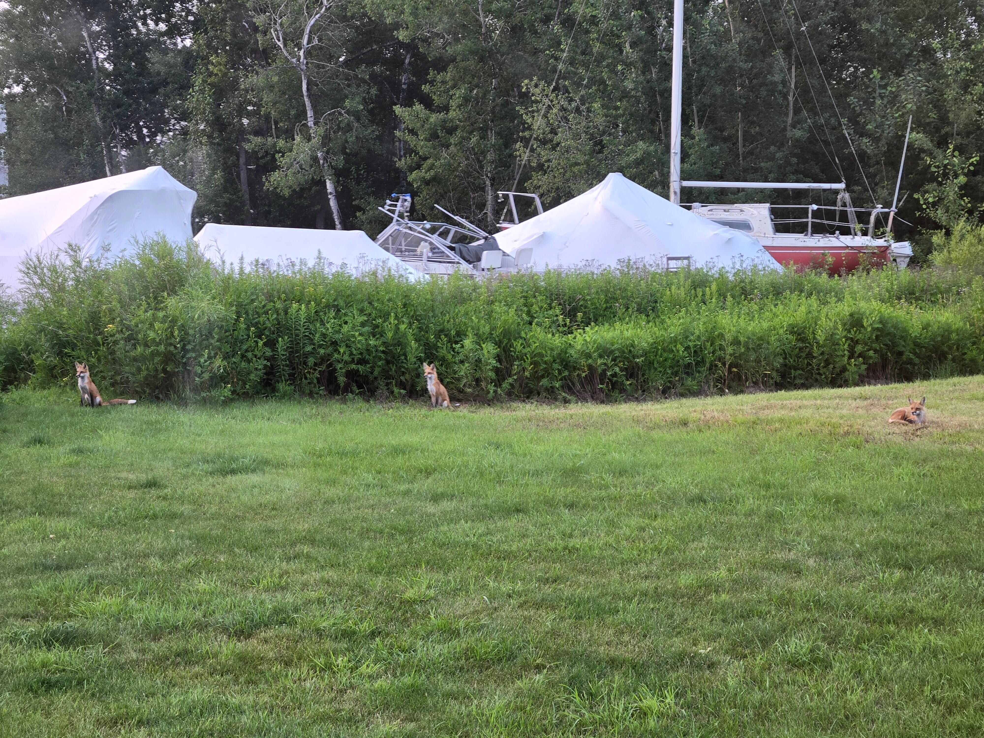 Fox family in the backyard. 