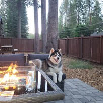 Our pup Raiden enjoying the firepit