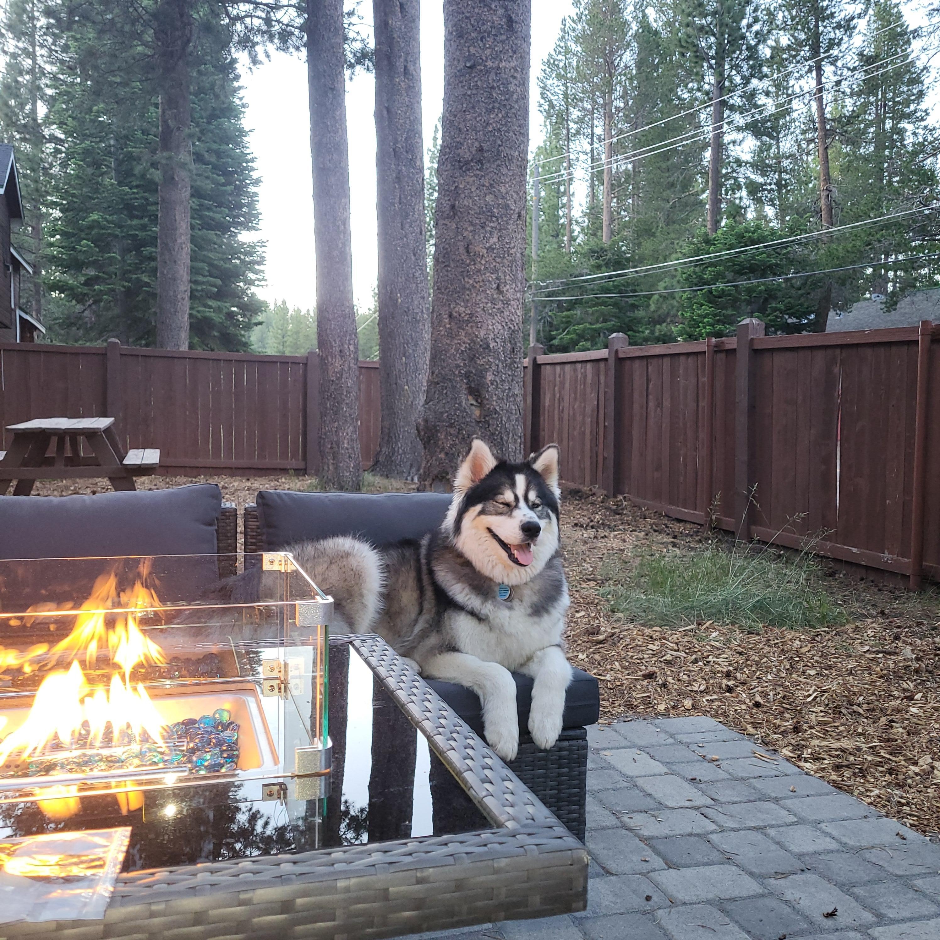 Our pup Raiden enjoying the firepit
