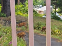 Deer came through both days