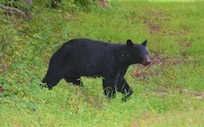 Mama Bear