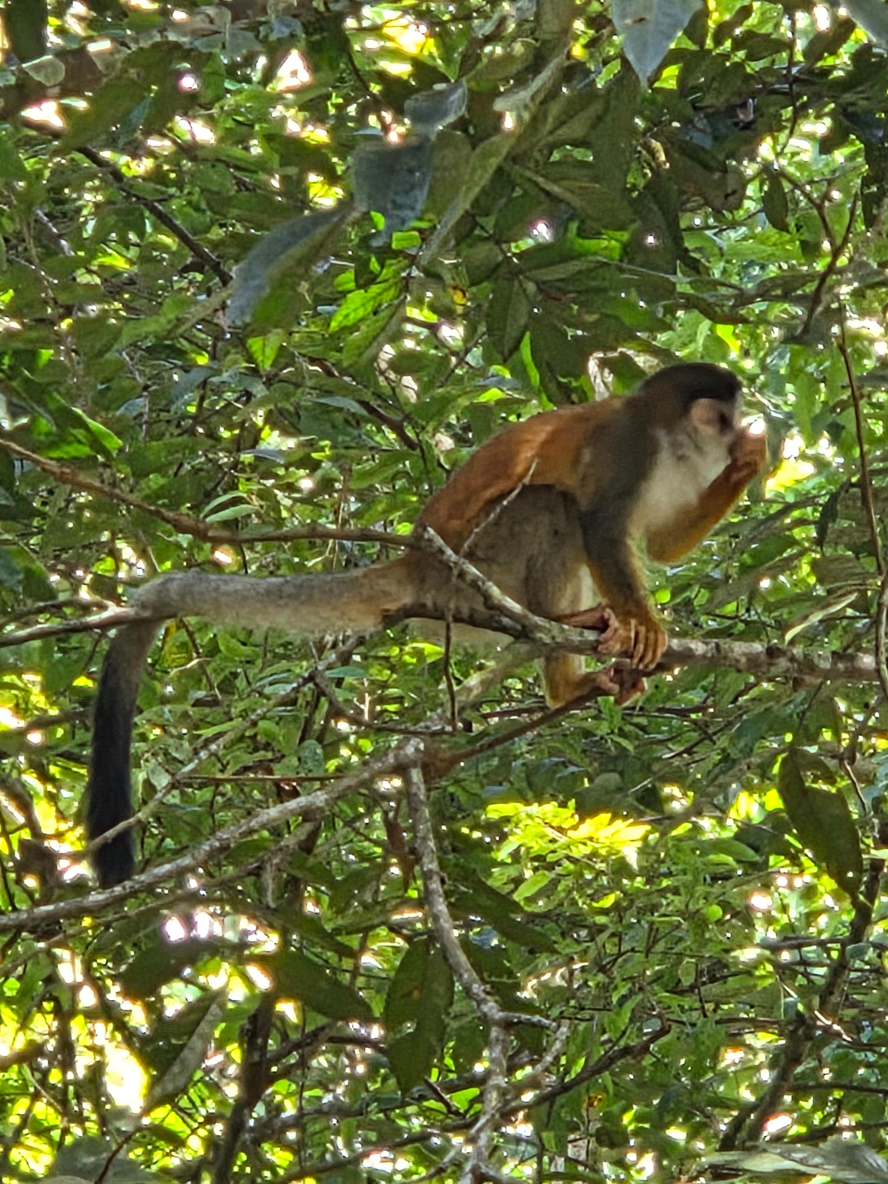 Another monkey just passing through as we hung out at the pool. 