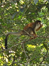 Another monkey just passing through as we hung out at the pool.