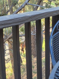 Wild horse seen from front deck.