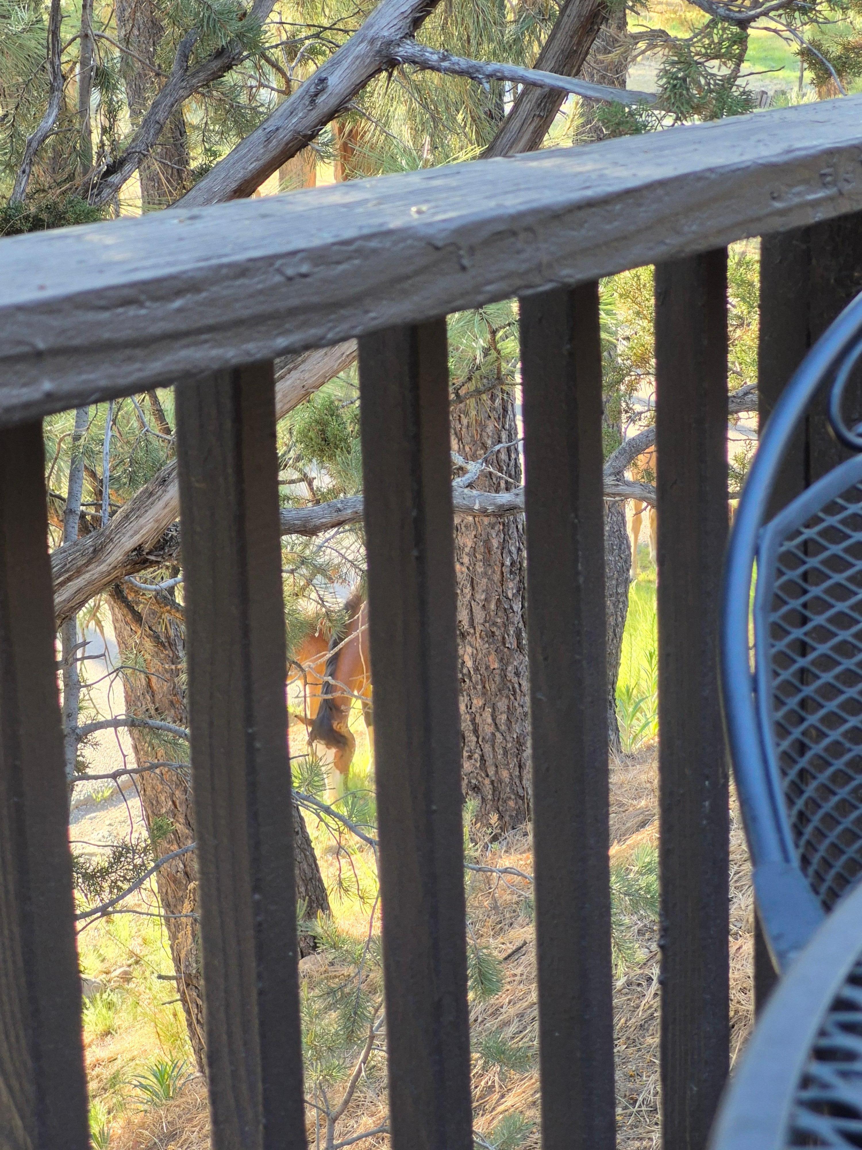 Wild horse seen from front deck. 