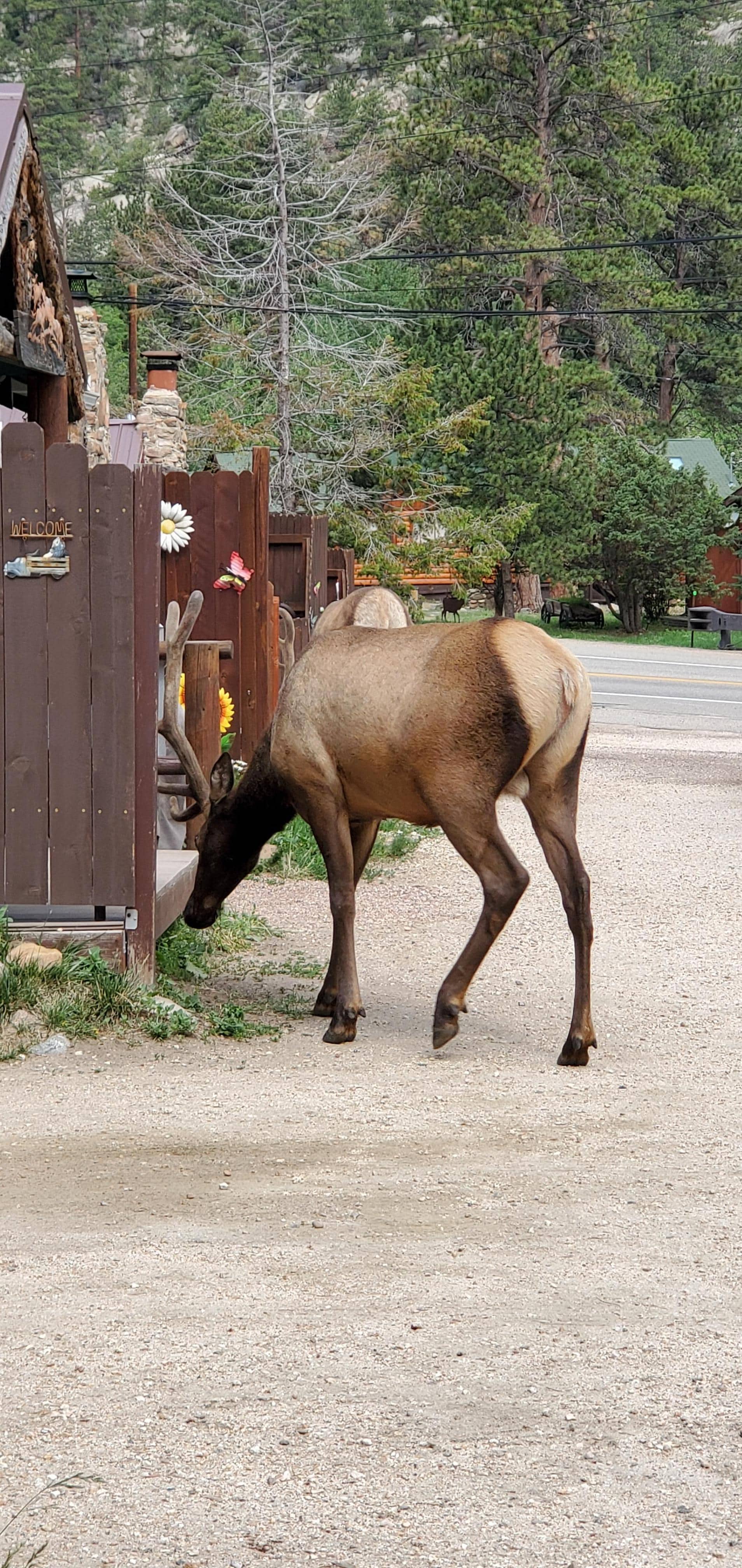 Elk strolling on by