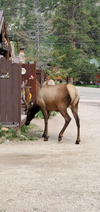 Elk strolling on by