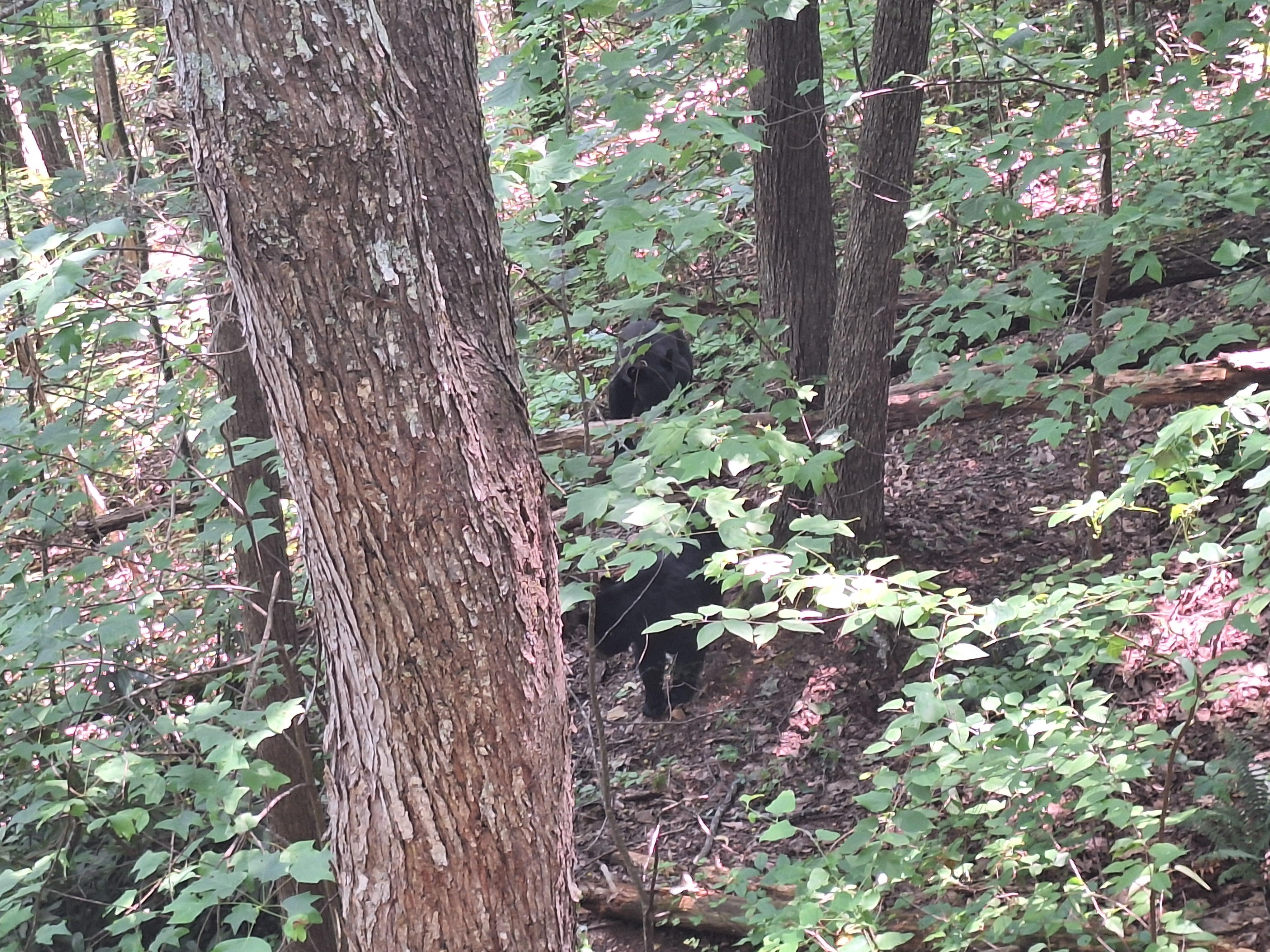 Two bears seen right off of the back deck!!