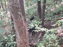 Two bears seen right off of the back deck!!