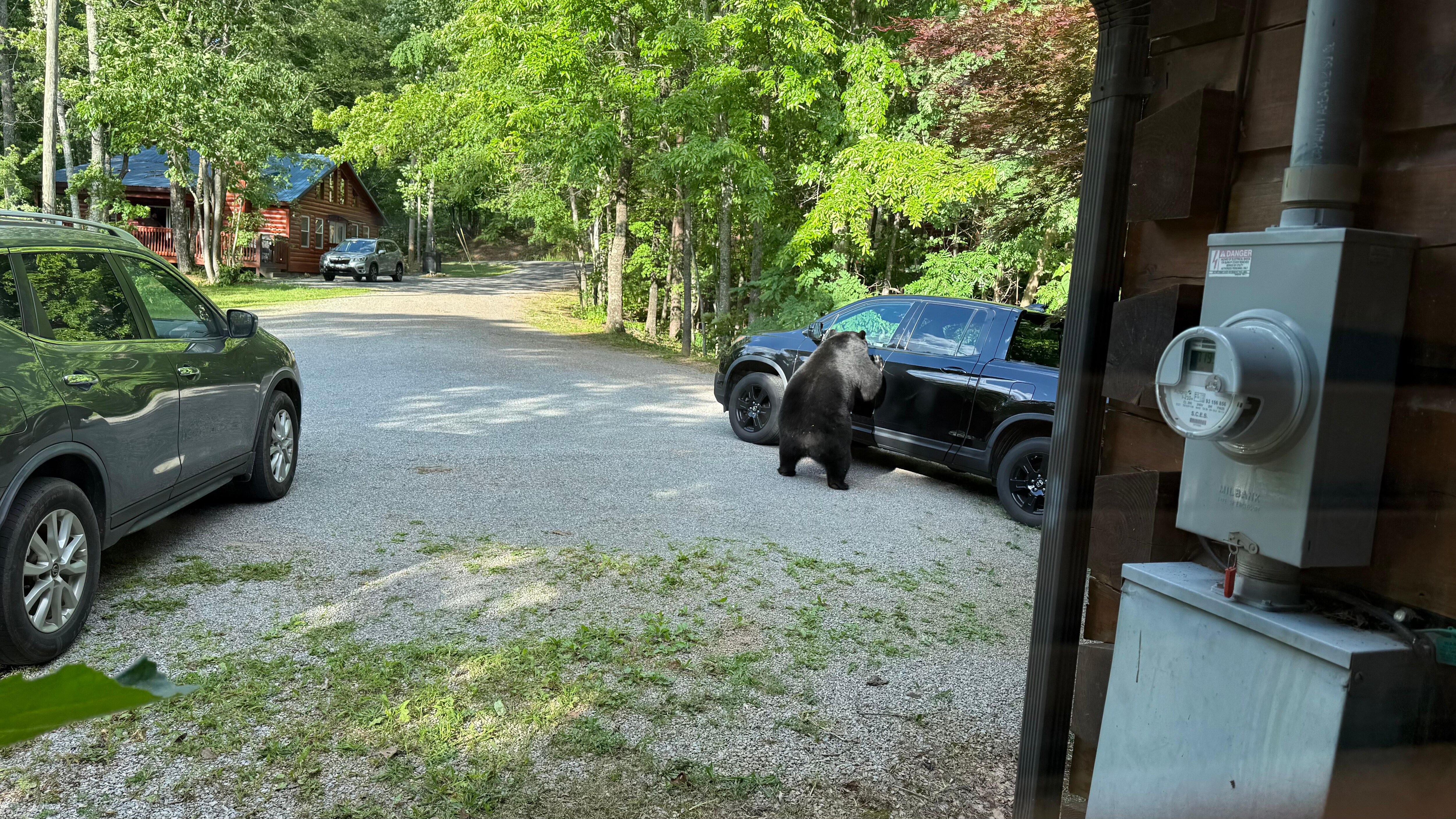 Fortunately, we had received the door code a minute before Mr. Bear arrived. Glad we weren't locked out of the house with a bear and the wedding cake in our hands.