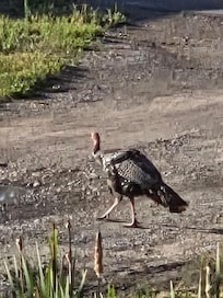 We saw this turkey by the Ponderosa on at least 3 occasions