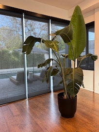 This live plant in the living room was stunning.