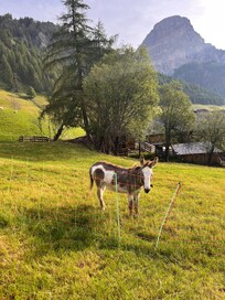 Donkey friend who lives next door