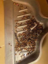 Had to clean before being able to sleep the first night, this came from one bedroom.