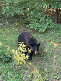 Taken from top deck we seen so many bears this was a first for us and we visit gallery twice a year