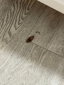 This was in the kitchen floor
