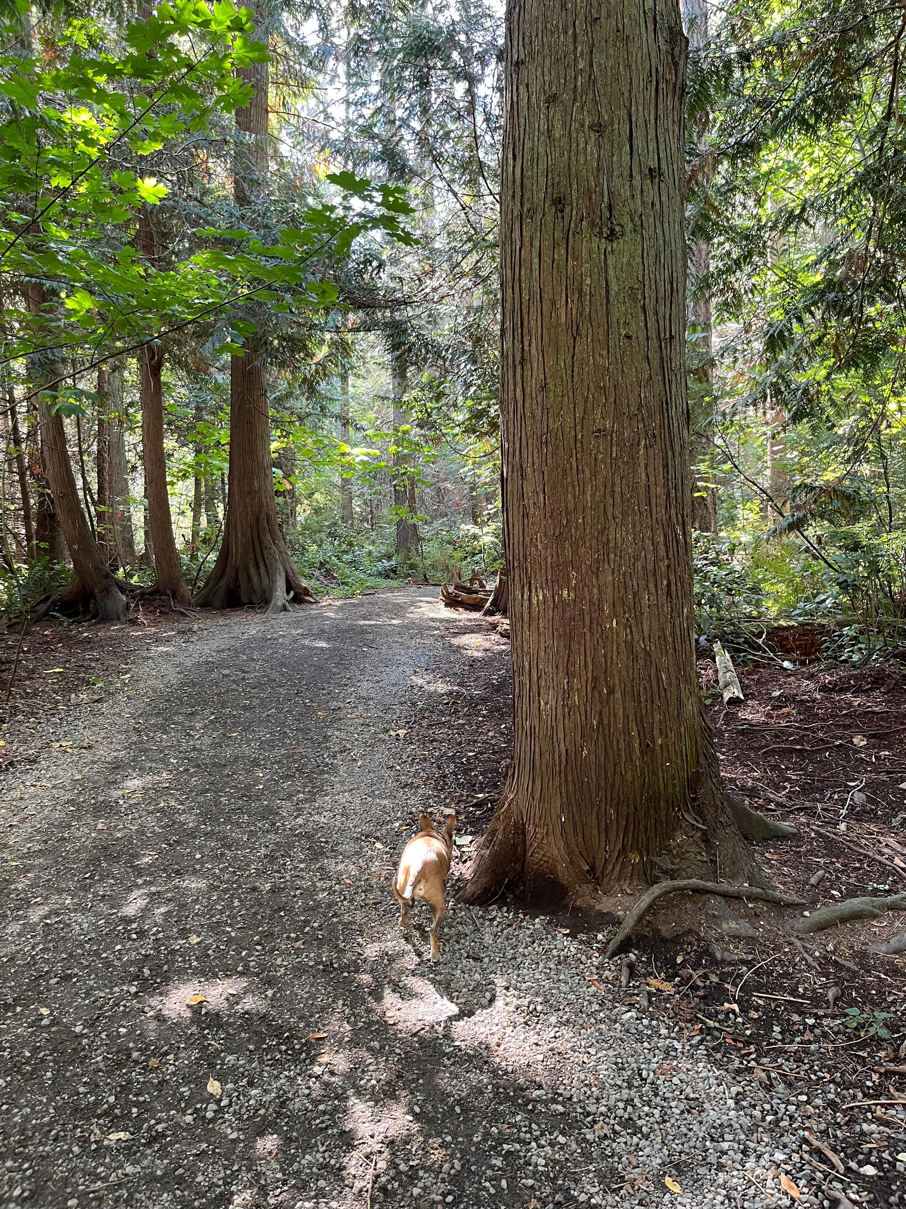 The off leash area by the community centre