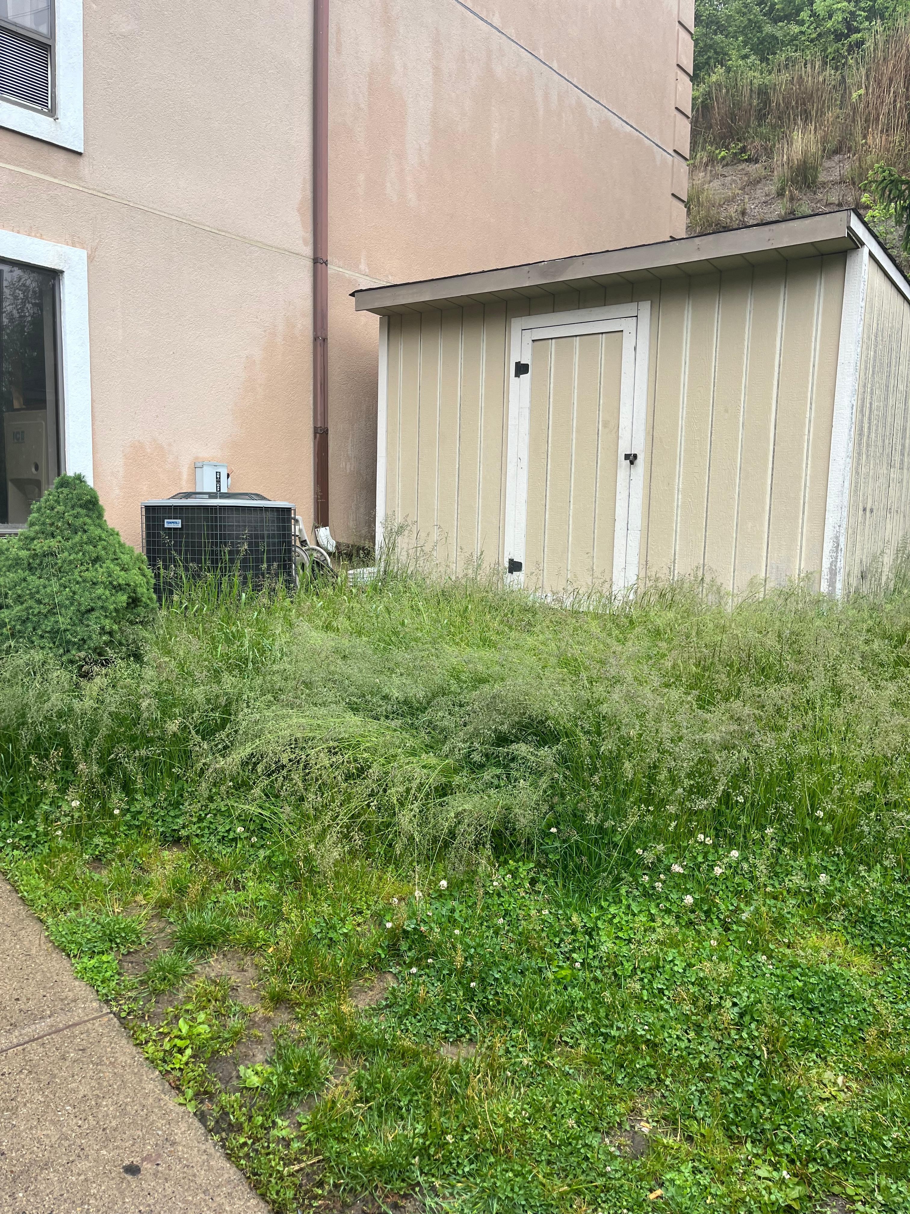 Grass never mowed