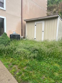 Grass never mowed