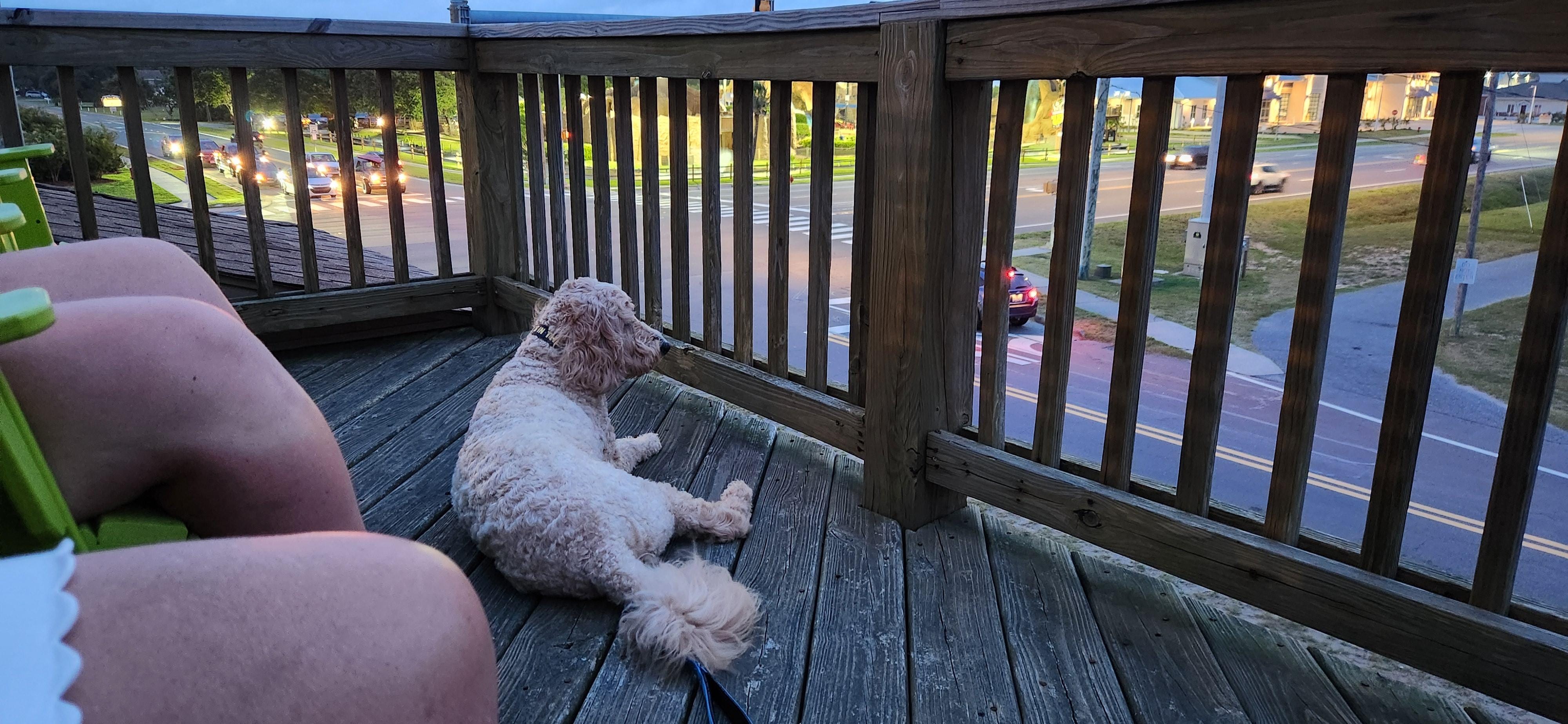 Griffin enjoying people watching from the 3rd floor balcony.