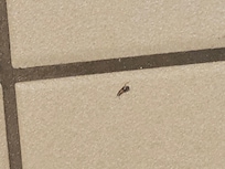 Another roach.