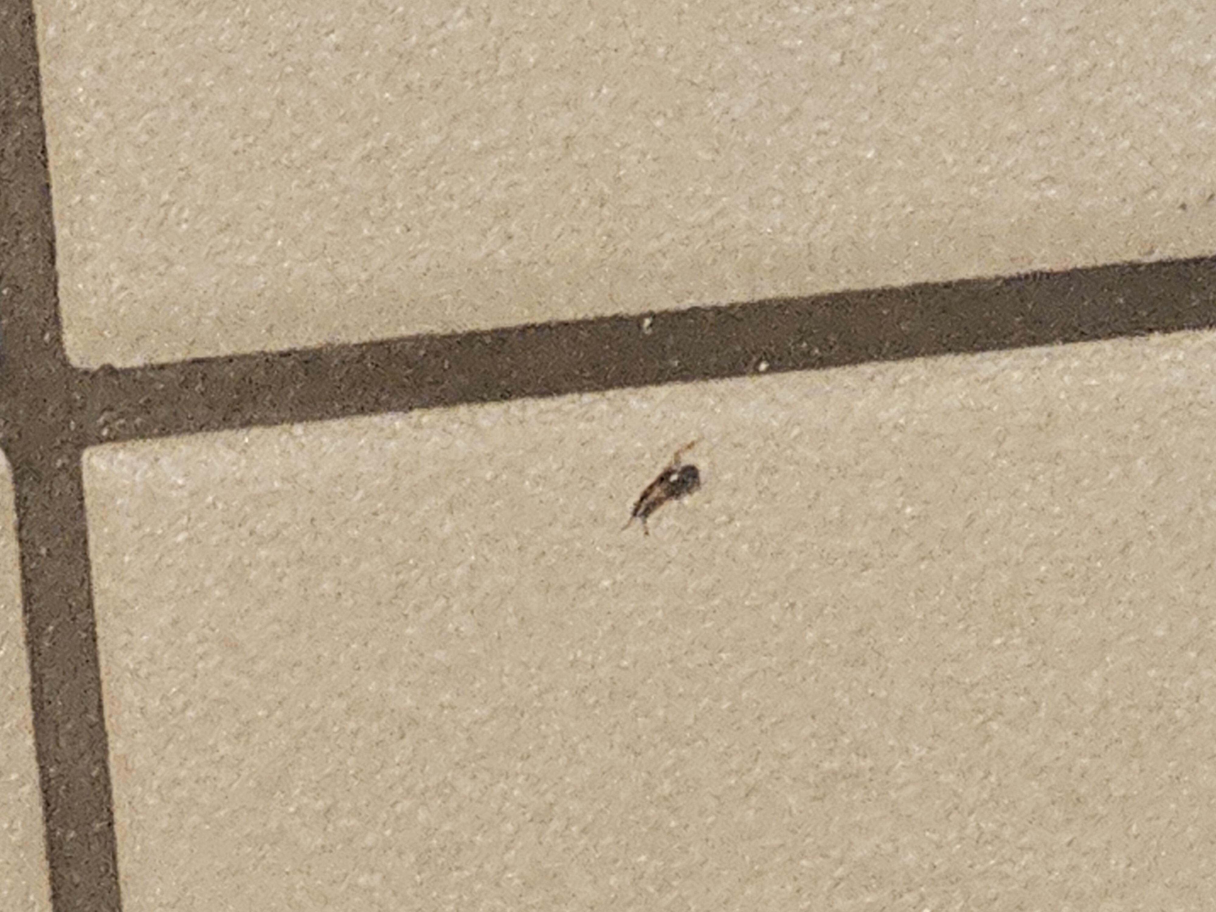 Another roach.