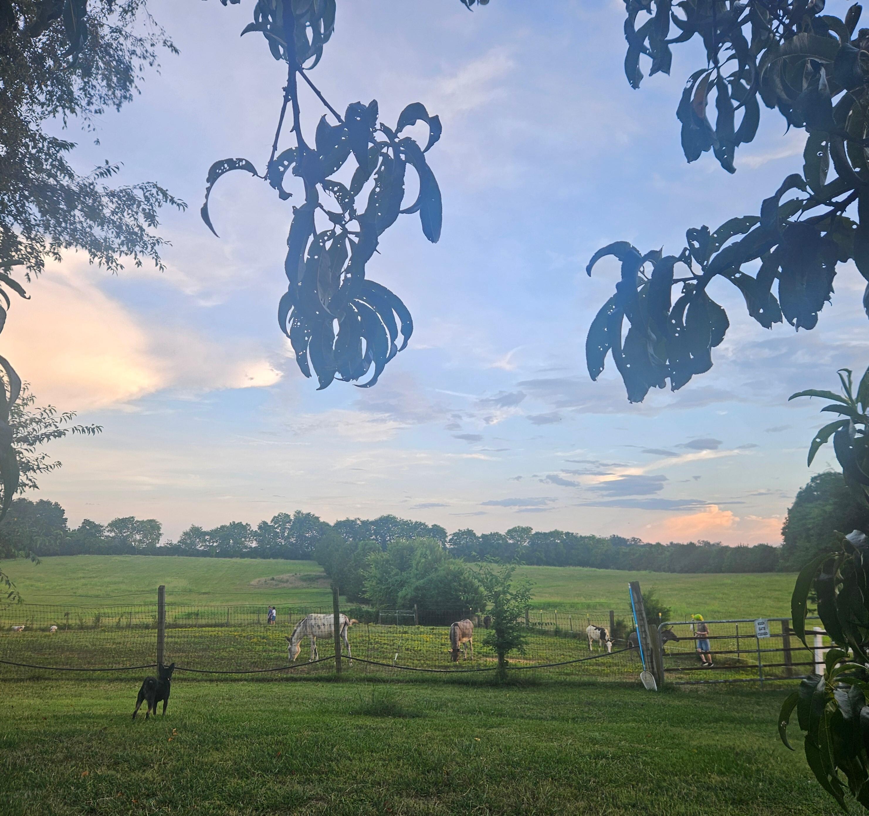 Donkeys in the pasture 