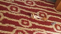 food on the floor