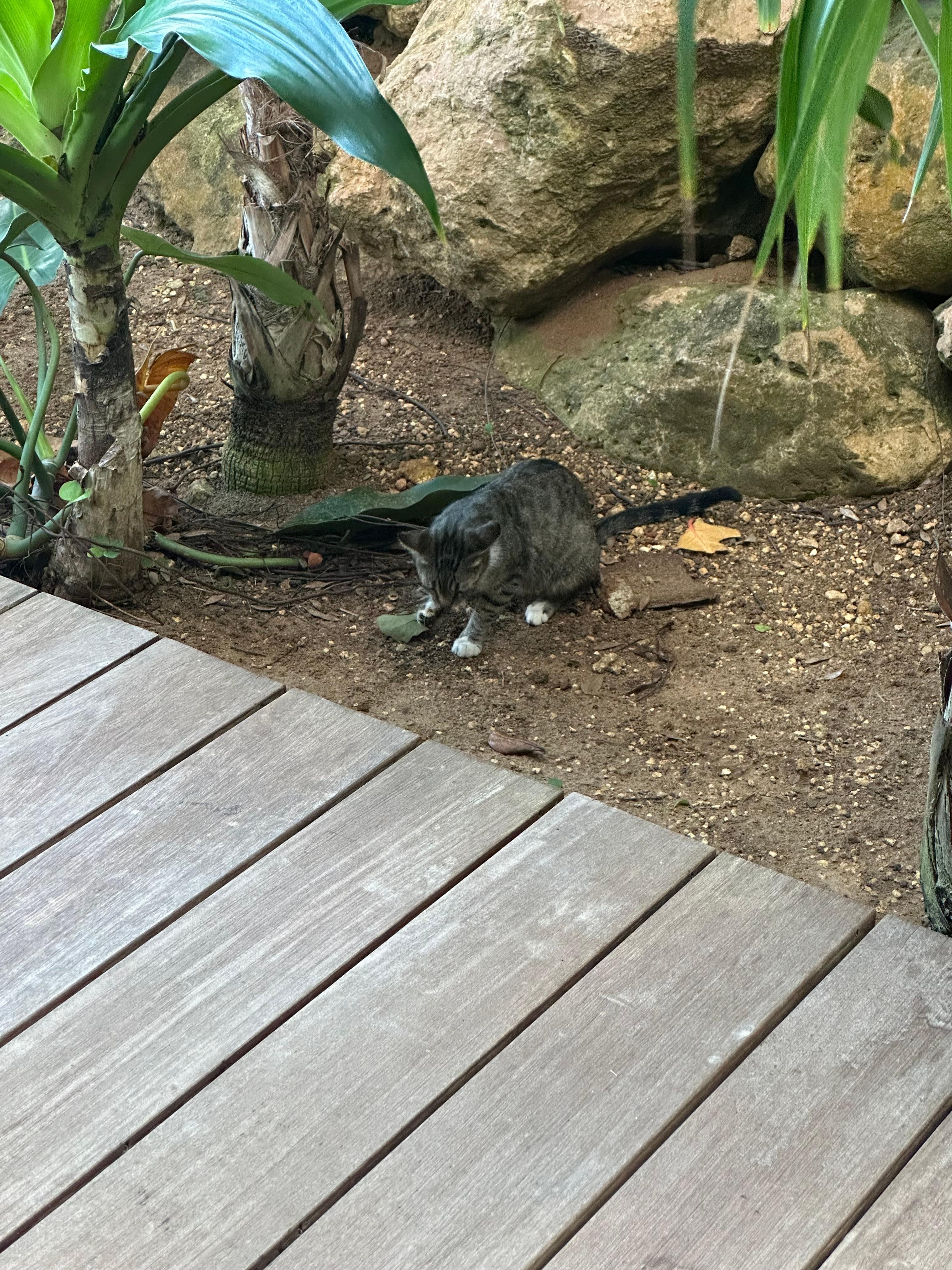 One of the cats that was opening our trays and eating our scrap food 