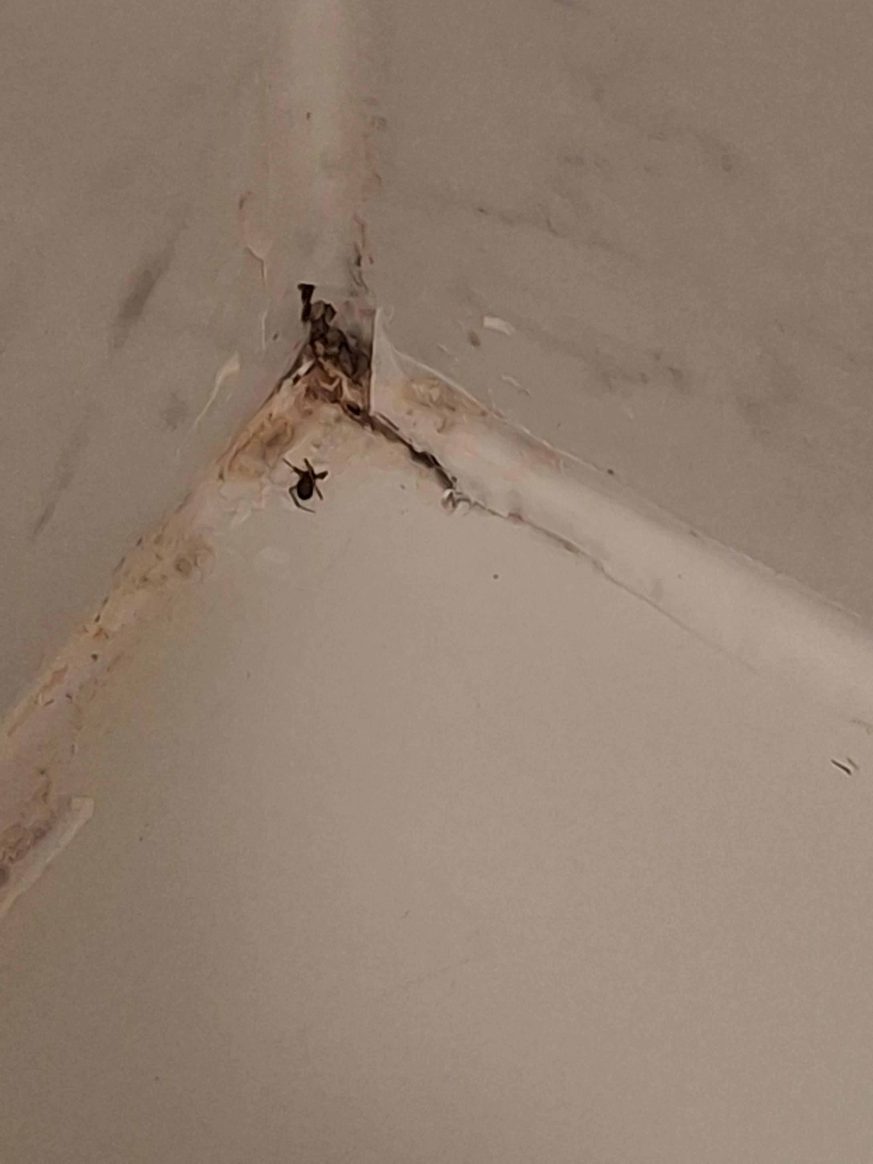 Mold and bugs in shower 