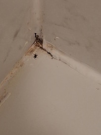 Mold and bugs in shower