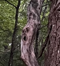 Even the tree couldn’t believe the beauty